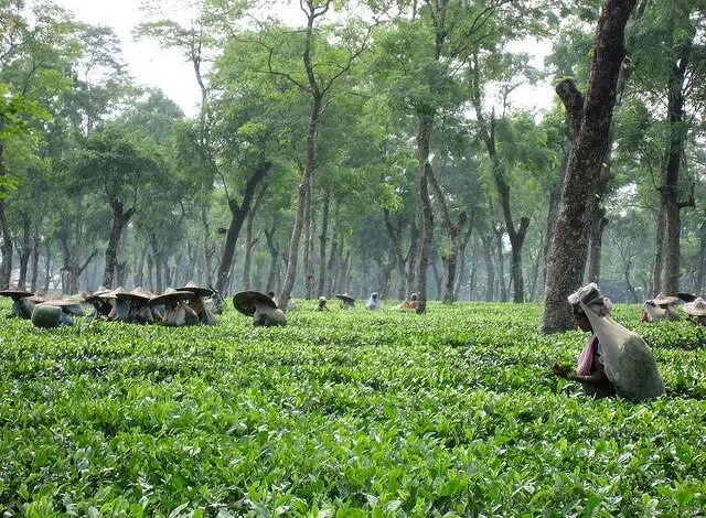 El calentamiento global está cambiando el futuro del té 1 El calentamiento global está cambiando el futuro del té