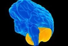 El cerebelo es su "pequeño cerebro": hace cosas bastante importantes