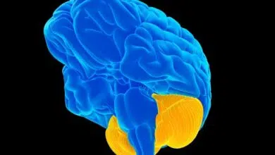 El cerebelo es su "pequeño cerebro": hace cosas bastante importantes