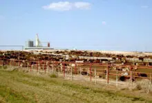 feed lot cattle texas