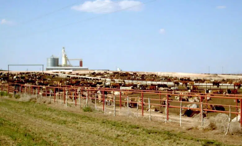 El consumo de carne en Medio Oriente aumenta con la demanda mundial 1 feed lot cattle texas