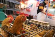 El informe de la OMS sobre los orígenes de la pandemia de COVID se centra en los mercados de animales, no en los laboratorios