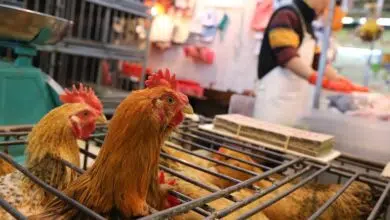 El informe de la OMS sobre los orígenes de la pandemia de COVID se centra en los mercados de animales, no en los laboratorios