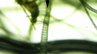 El truco viscoso de las algas verdeazuladas revelado 6 blue-green-algae