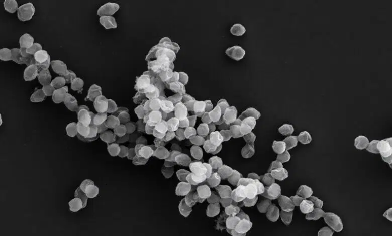 Estas bacterias roban hierro y pueden ayudar en secreto a frenar el cambio climático 1 Estas bacterias roban hierro y pueden ayudar en secreto a frenar el cambio climático