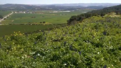 Excientífico de Shell insiste en que el esquisto bituminoso israelí sigue siendo una posibilidad 6 adullum-shale-oil-israel-exploration-iei