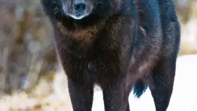 Gran población de lobos en las Islas de Alejandría, Alaska, casi aniquilada en un año