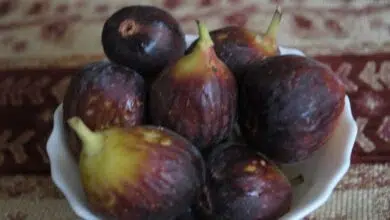 image-fresh-figs