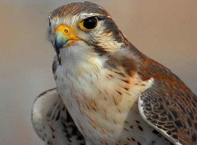 Hombre arrestado por tratar de contrabandear huevos de halcón 'dorado' 1 peregrine-falcon-eggs-rescued