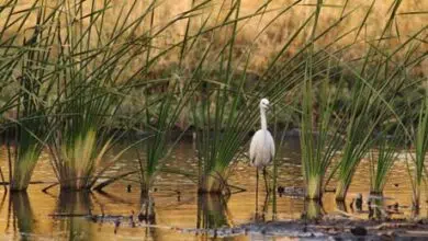 Jordania combina conservación y turismo para combatir problemas ambientales 9 Jordania combina conservación y turismo para combatir problemas ambientales