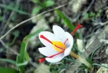 saffron flower, stamen anti-cancer, cancer