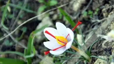 saffron flower, stamen anti-cancer, cancer