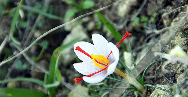 La especia de azafrán combate el cáncer de hígado 1 saffron flower, stamen anti-cancer, cancer