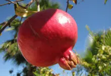 pomegranate middle east aphrodisiac