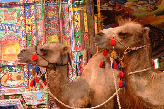 La mitad de los camellos Falaj Mualla de Emiratos Árabes Unidos son asfixiados por bolsas de plástico 1 La mitad de los camellos Falaj Mualla de Emiratos Árabes Unidos son asfixiados por bolsas de plástico
