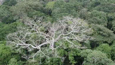 La sequía puede obstaculizar la capacidad de los bosques para crecer durante años