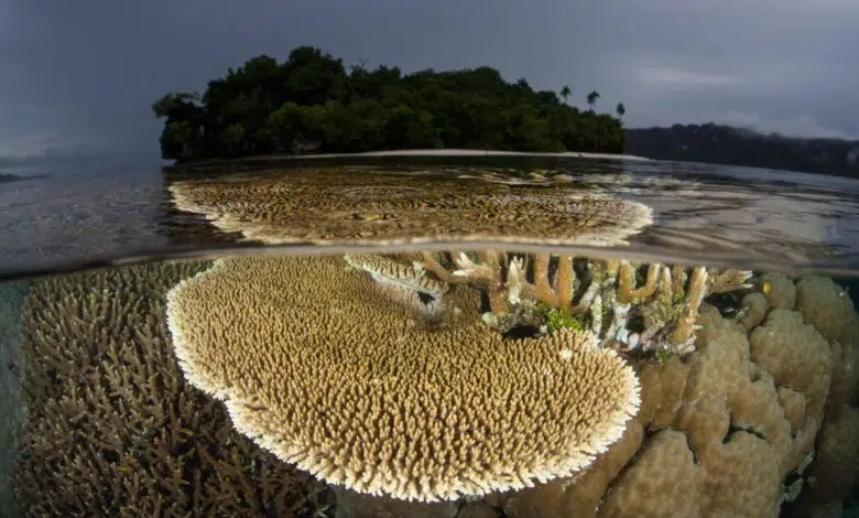 La sexta extinción masiva aún no ha comenzado, pero la Tierra corre hacia ella, según un estudio 1 Fragile corals grow in the shallows of Raja Ampat, Indonesia.