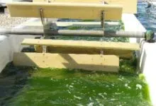 Las algas en biocombustible en un proyecto conjunto israelí-chino de $ 10 millones es una historia 'más verde'