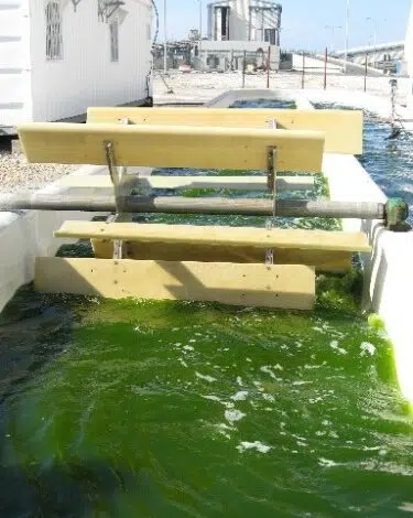 Las algas en biocombustible en un proyecto conjunto israelí-chino de $ 10 millones es una historia 'más verde' 1 Las algas en biocombustible en un proyecto conjunto israelí-chino de $ 10 millones es una historia 'más verde'