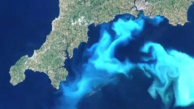 Las floraciones masivas de algas tóxicas podrían ser una señal del cambio climático que se avecina