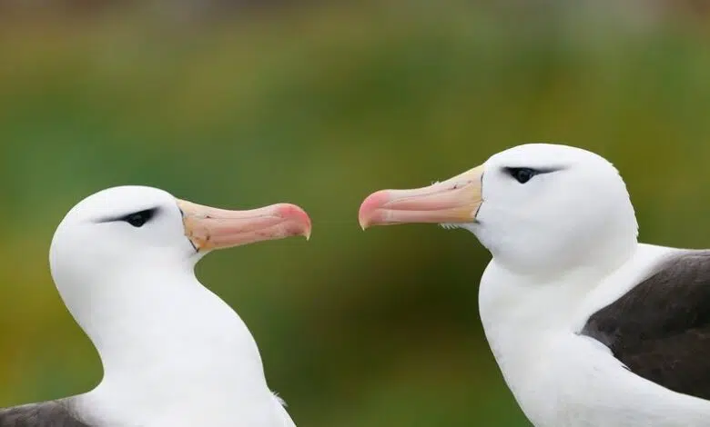 Las tasas de 'divorcio' de Albatros aumentan a medida que los océanos se calientan 1 Las tasas de 'divorcio' de Albatros aumentan a medida que los océanos se calientan