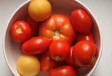 "fresh farm tomatoes"