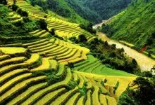 Los ajustes genéticos reducen la contaminación del cultivo de arroz