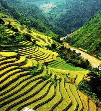 Los ajustes genéticos reducen la contaminación del cultivo de arroz 1 Los ajustes genéticos reducen la contaminación del cultivo de arroz