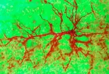 Los cerebros adultos desarrollan nuevas neuronas después de todo, sugiere un estudio