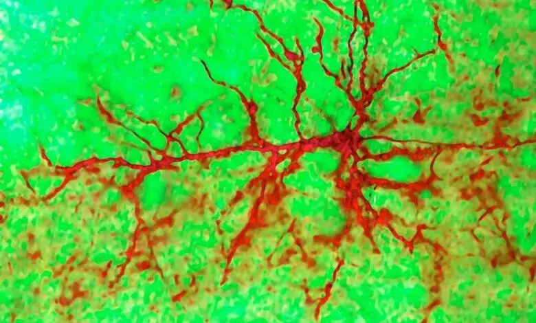 Los cerebros adultos desarrollan nuevas neuronas después de todo, sugiere un estudio 1 Los cerebros adultos desarrollan nuevas neuronas después de todo, sugiere un estudio