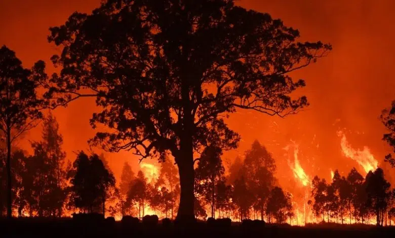 Los incendios forestales en Australia arrojan enormes cantidades de carbono 1 Los incendios forestales en Australia arrojan enormes cantidades de carbono