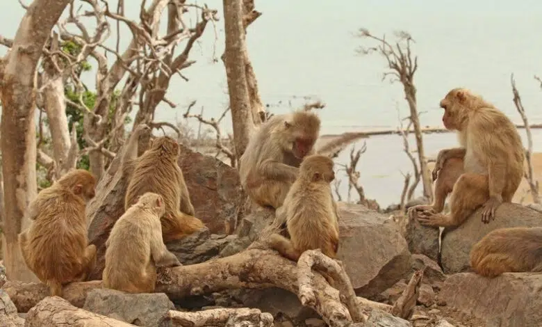 Los monos pueden enseñar a los humanos sobre la resiliencia después de los desastres 1 Los monos pueden enseñar a los humanos sobre la resiliencia después de los desastres