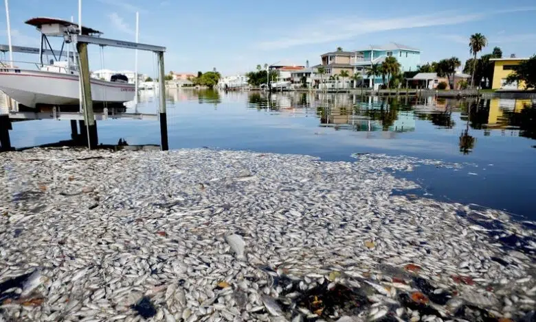 Los niveles de oxígeno en los océanos son la próxima gran víctima del cambio climático 1 Los niveles de oxígeno en los océanos son la próxima gran víctima del cambio climático