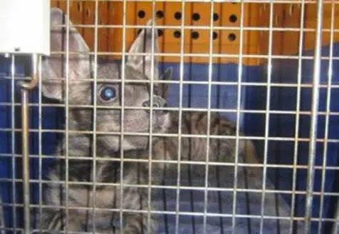 Mandriles y hienas en peligro de extinción rescatados de una residencia privada en Abu Dhabi 1 Hyena rescued in Abu Dhabi