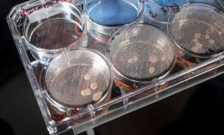 Minicerebros humanos creados en laboratorio muestran actividad inteligente 1 Minicerebros humanos creados en laboratorio muestran actividad inteligente