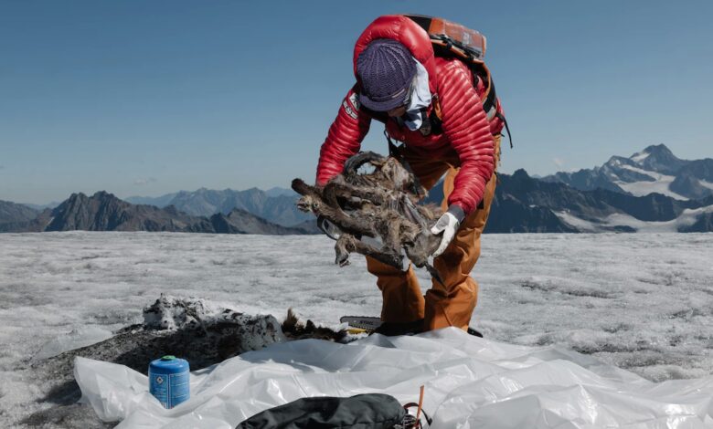 Momia de 'cabra' de 500 años de antigüedad encontrada en el derretimiento de un glaciar europeo 1 Momia de 'cabra' de 500 años de antigüedad encontrada en el derretimiento de un glaciar europeo