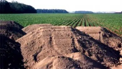 N-Viro International huele lucrativos lodos de depuradora en el centro de Israel 9 N-Viro International huele lucrativos lodos de depuradora en el centro de Israel