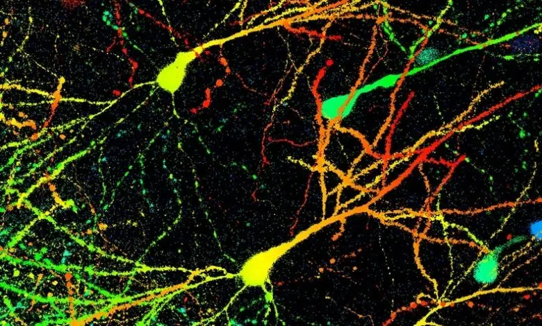 Nuevo atlas de partes del cerebro para identificar planes y acciones 1 Nuevo atlas de partes del cerebro para identificar planes y acciones