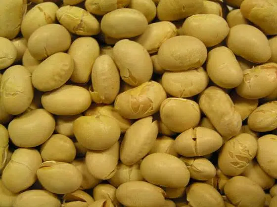 OGM en Israel, mucho 1 image-soybeans genetically modified