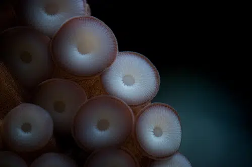 Olvídate de los submarinos y cámbiate al pulpo mecánico 1 octopus-robot-israel