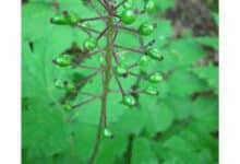 Plantas de preocupación - Scientific American