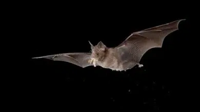 Por qué no sabemos el origen animal del coronavirus 7 Por qué no sabemos el origen animal del coronavirus