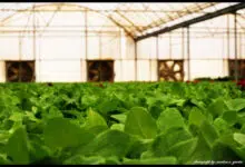 qatar organic farms