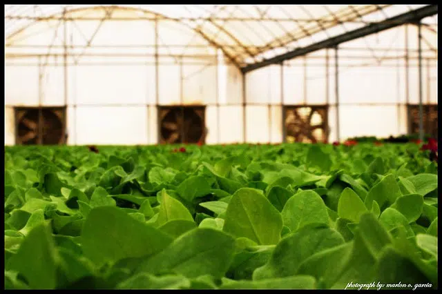 Qatar invertirá en 14.000 nuevas granjas locales 1 qatar organic farms