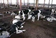 Fukushima cows
