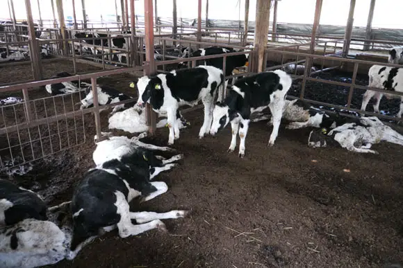 Rastreo de ADN y contaminación de carne nuclear en Japón 1 Fukushima cows