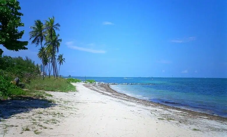 Restauración de Virginia Key - Scientific American 1 Restauración de Virginia Key - Scientific American