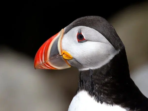 Sin peces y sin aves: a pesar de algunos éxitos de conservación, las poblaciones europeas de peces y aves están disminuyendo 1 Sin peces y sin aves: a pesar de algunos éxitos de conservación, las poblaciones europeas de peces y aves están disminuyendo