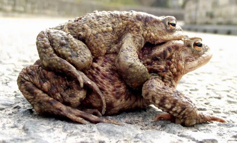 Toad puede predecir un terremoto mortal en Medio Oriente con meses de anticipación 1 mating toads predict earthquakes photo