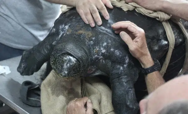 Tortuga de 100 años aún no es madre 1 Tortuga de 100 años aún no es madre